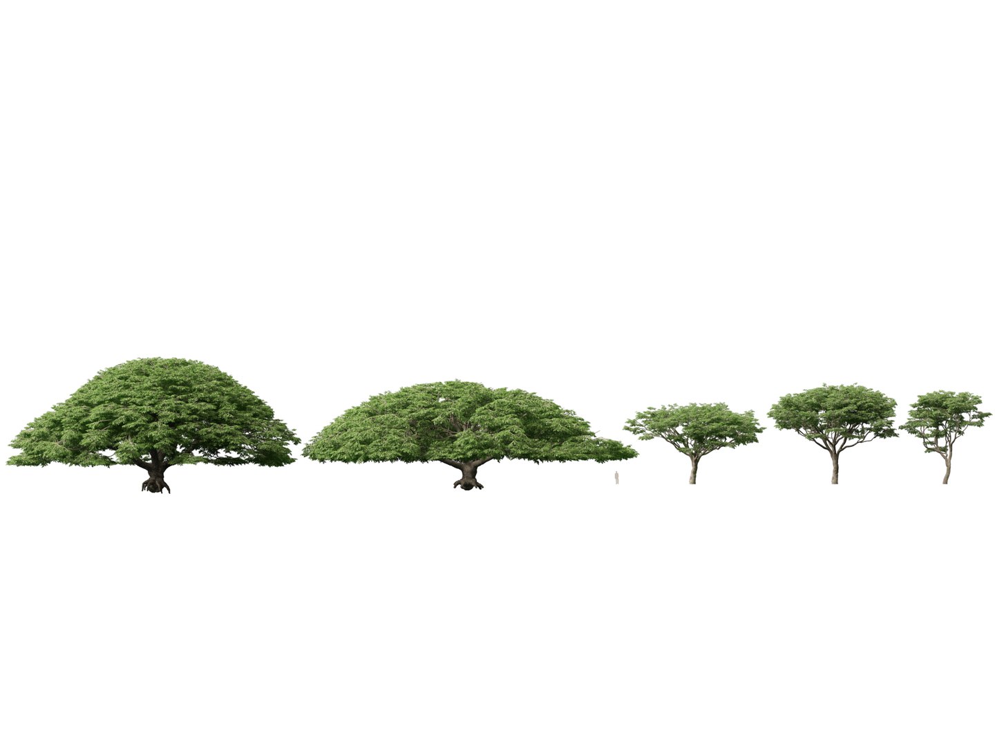 3D High poly Low Poly - Samanea saman - Rain Tree model https://p.turbosquid.com/ts-thumb/3i/WMN95y/d9/samaneasaman011/jpg/1766154851/1920x1080/fit_q87/514d412173bf1646acac04422ff6c1dae2dbc622/samaneasaman011.jpg