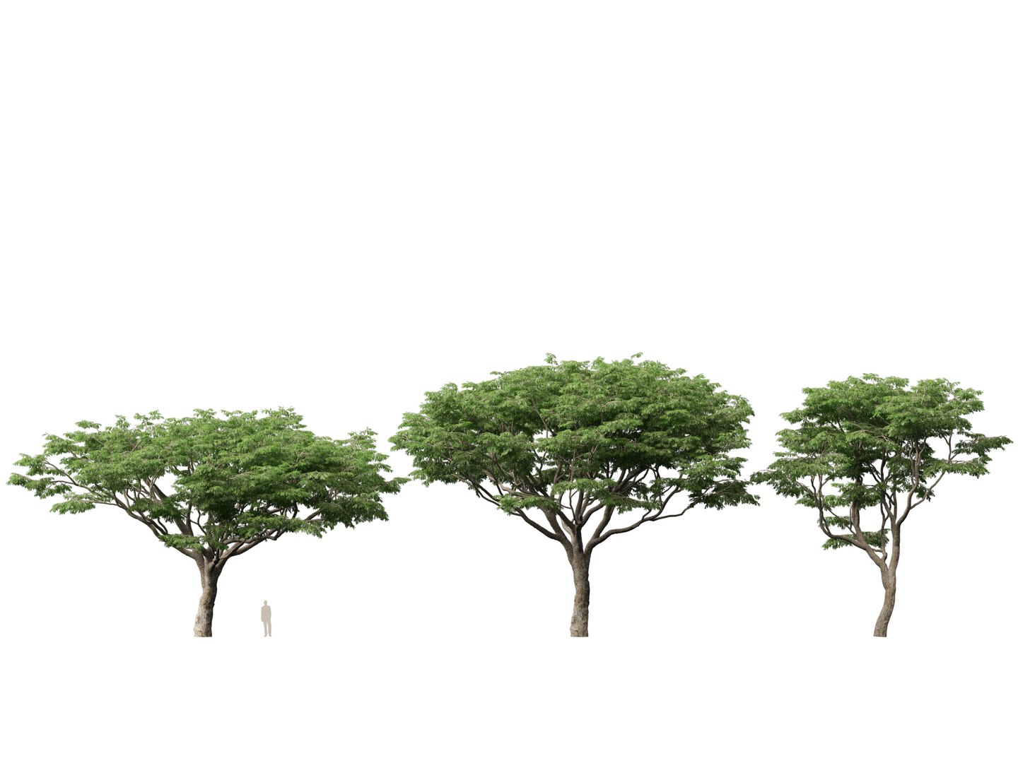 3D High poly Low Poly - Samanea saman - Rain Tree model https://p.turbosquid.com/ts-thumb/3i/WMN95y/dq/samaneasaman017/jpg/1766154897/1920x1080/fit_q87/5df469f4ad8183c5b5992099b45ac45fe6e79767/samaneasaman017.jpg