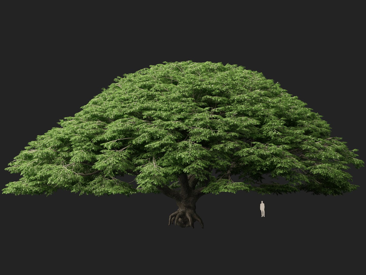 3D High poly Low Poly - Samanea saman - Rain Tree model https://p.turbosquid.com/ts-thumb/3i/WMN95y/kU/samaneasaman014/jpg/1766154869/1920x1080/fit_q87/e62b7e9d7d557cf6aaab5d6da7228981046ac9ee/samaneasaman014.jpg