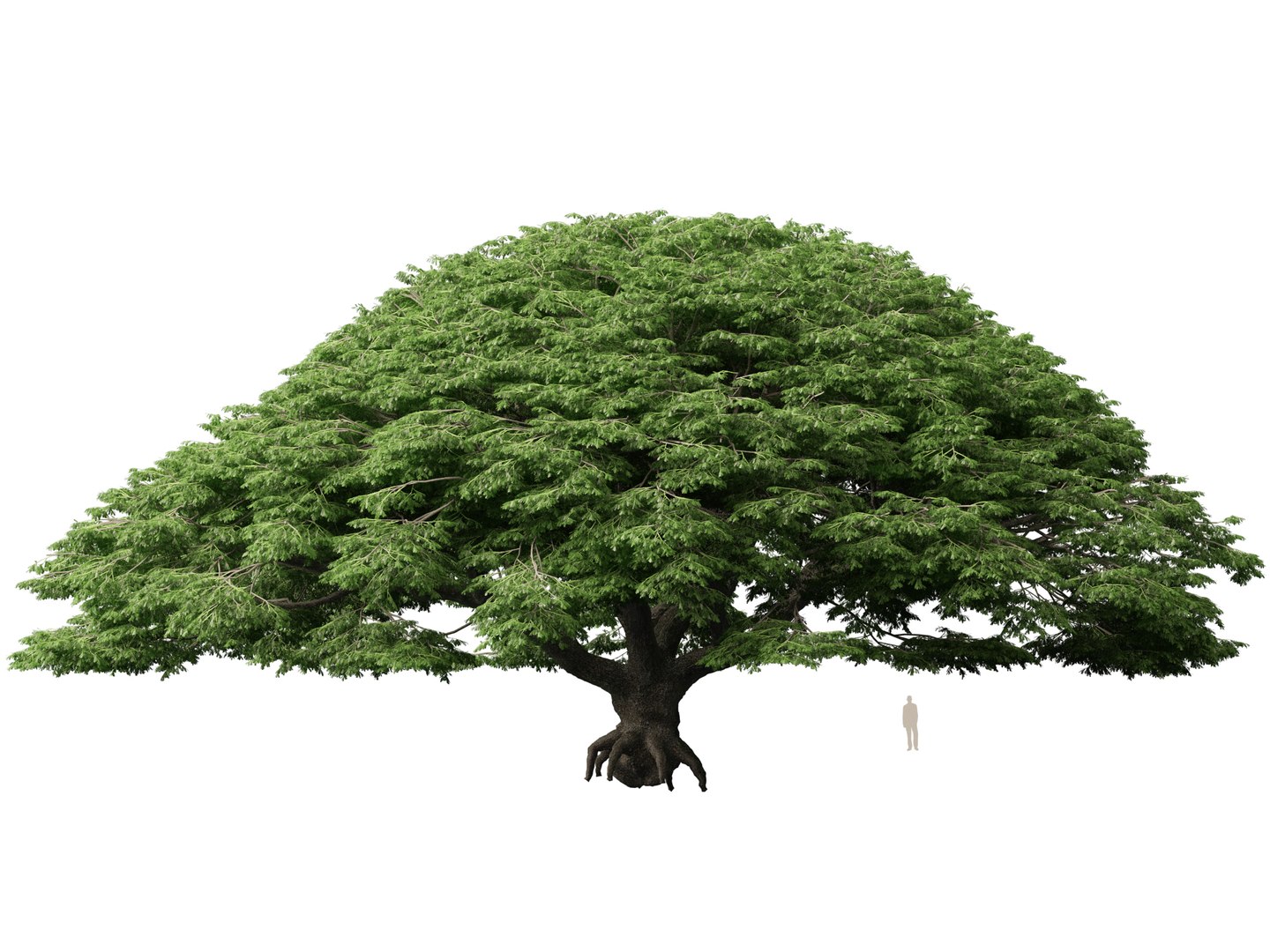 3D High poly Low Poly - Samanea saman - Rain Tree model https://p.turbosquid.com/ts-thumb/3i/WMN95y/pF/samaneasaman013/jpg/1766154861/1920x1080/fit_q87/634931eab946d07232bdaa74b37e1c8c0a4de218/samaneasaman013.jpg