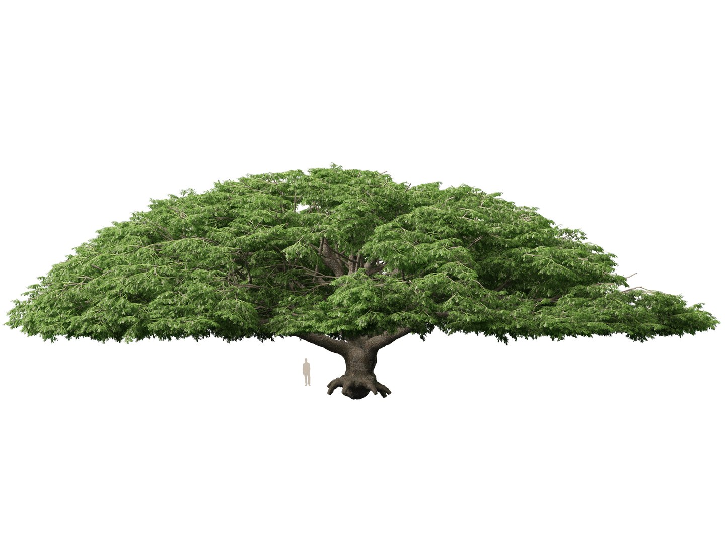 3D High poly Low Poly - Samanea saman - Rain Tree model https://p.turbosquid.com/ts-thumb/3i/WMN95y/qi/samaneasaman015/jpg/1766154881/1920x1080/fit_q87/5564df3cf73869d09414699e8d49994ab46f8c44/samaneasaman015.jpg