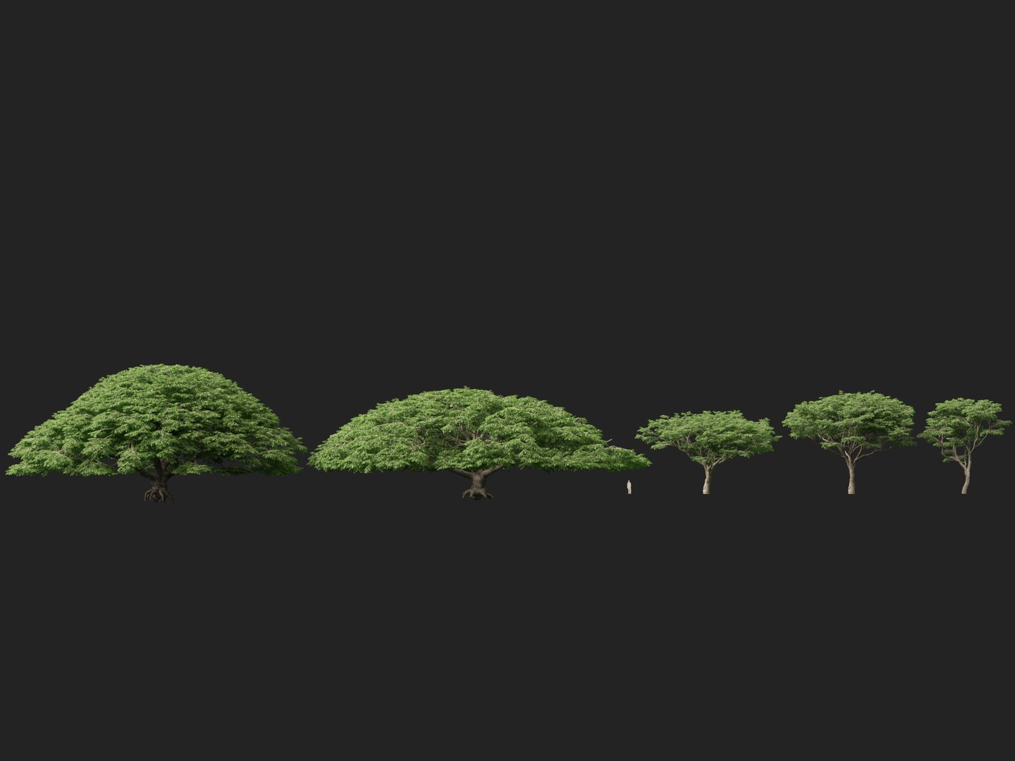 3D High poly Low Poly - Samanea saman - Rain Tree model https://p.turbosquid.com/ts-thumb/3i/WMN95y/rs/samaneasaman012/jpg/1766154857/1920x1080/fit_q87/bb0852c06ca4a0a828d464392bc5183efff18757/samaneasaman012.jpg