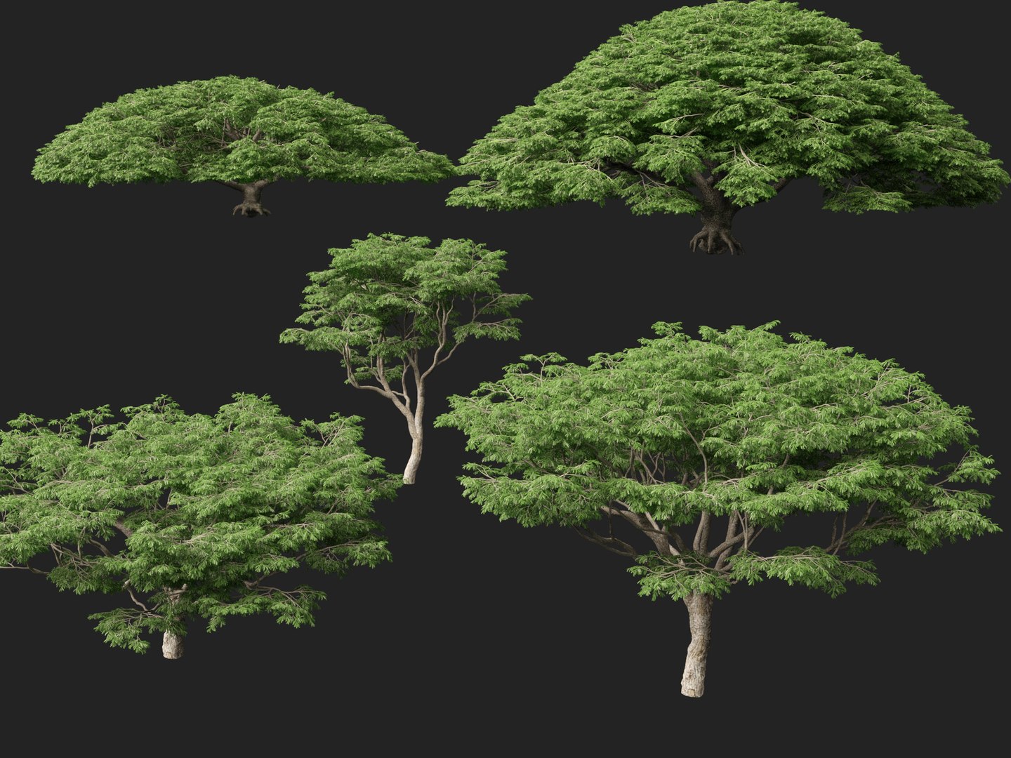 3D High poly Low Poly - Samanea saman - Rain Tree model https://p.turbosquid.com/ts-thumb/3i/WMN95y/xm/samaneasaman0110/jpg/1766154904/1920x1080/fit_q87/7071aa4babb990bf60047dd6f3a3b978be3e9661/samaneasaman0110.jpg