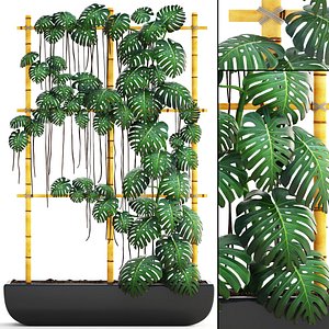 3D model monstera vertical garden
