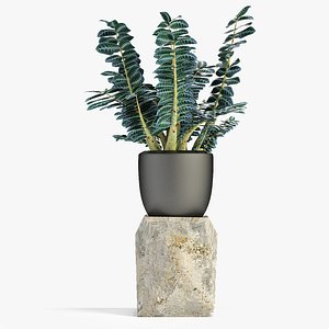 Plant in Pot Flowerpot Exotic Plant