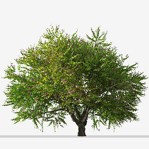 3D model Set of Bauhinia purpurea or Orchid Tree - 2 Trees