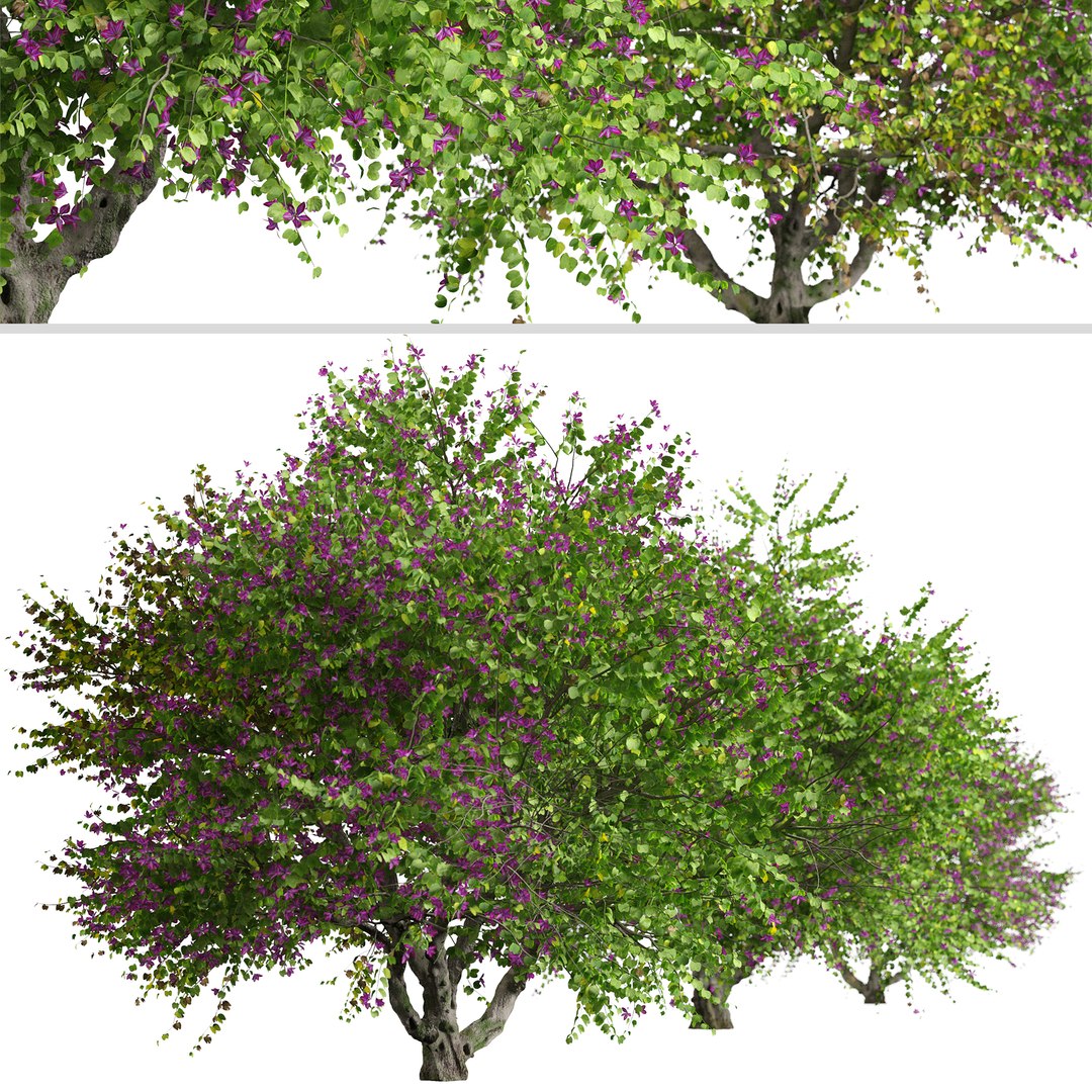 3D Model Set Of Bauhinia Purpurea Or Orchid Tree - 2 Trees - TurboSquid ...