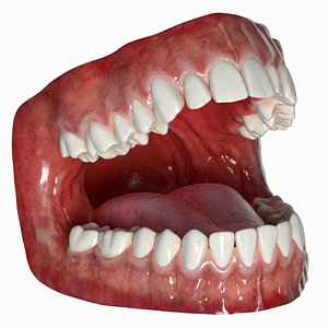 3D human mouth tongue
