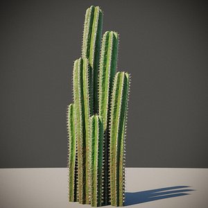 3D XfrogPlants Mexican Fence Post - Pachycereus Marginatus model