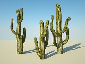 Desert cactus