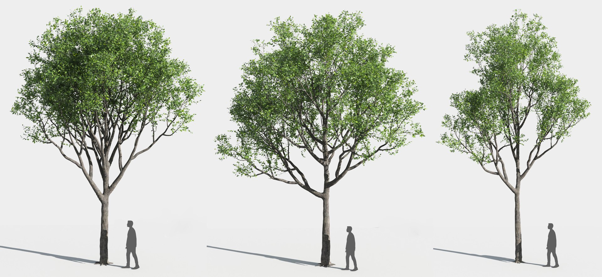 tree 3D https://p.turbosquid.com/ts-thumb/3j/7S9MTI/2ESvMnKo/11_tree14/jpg/1583522064/1920x1080/fit_q87/c09247ce83c0bd6b34c41a29f5916239132553c7/11_tree14.jpg
