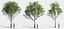 Eleven Trees 4 (+Growfx)