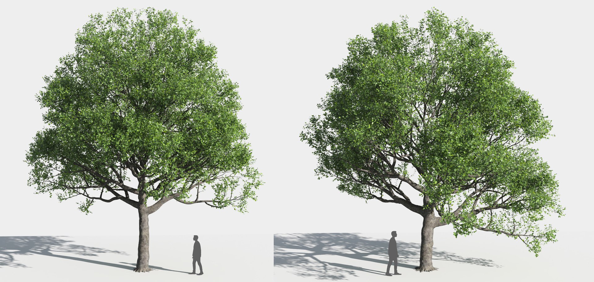 tree 3D https://p.turbosquid.com/ts-thumb/3j/7S9MTI/EgmiW4yH/11_tree8/jpg/1583522058/1920x1080/fit_q87/43f190b37f1f2061327a53b7a467020fb38e570c/11_tree8.jpg