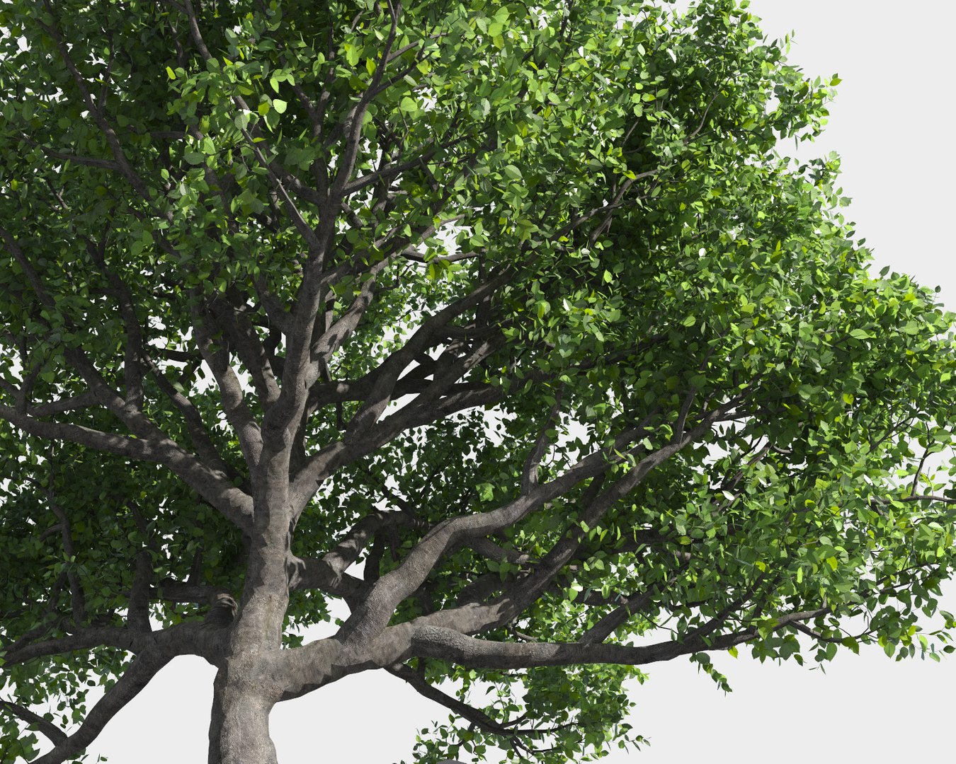 tree 3D https://p.turbosquid.com/ts-thumb/3j/7S9MTI/Ex1L6A6J/11_tree2/jpg/1583522027/1920x1080/fit_q87/92cf827cdd8919b8ebdabe61284bb4ac3f883a59/11_tree2.jpg