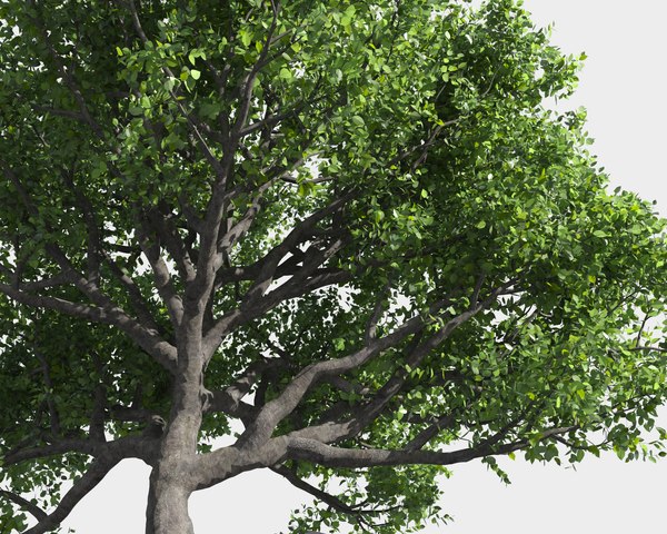 Tree 3D TurboSquid 1174314