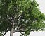 Eleven Trees 4 (+Growfx)