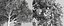 Eleven Trees 4 (+Growfx)