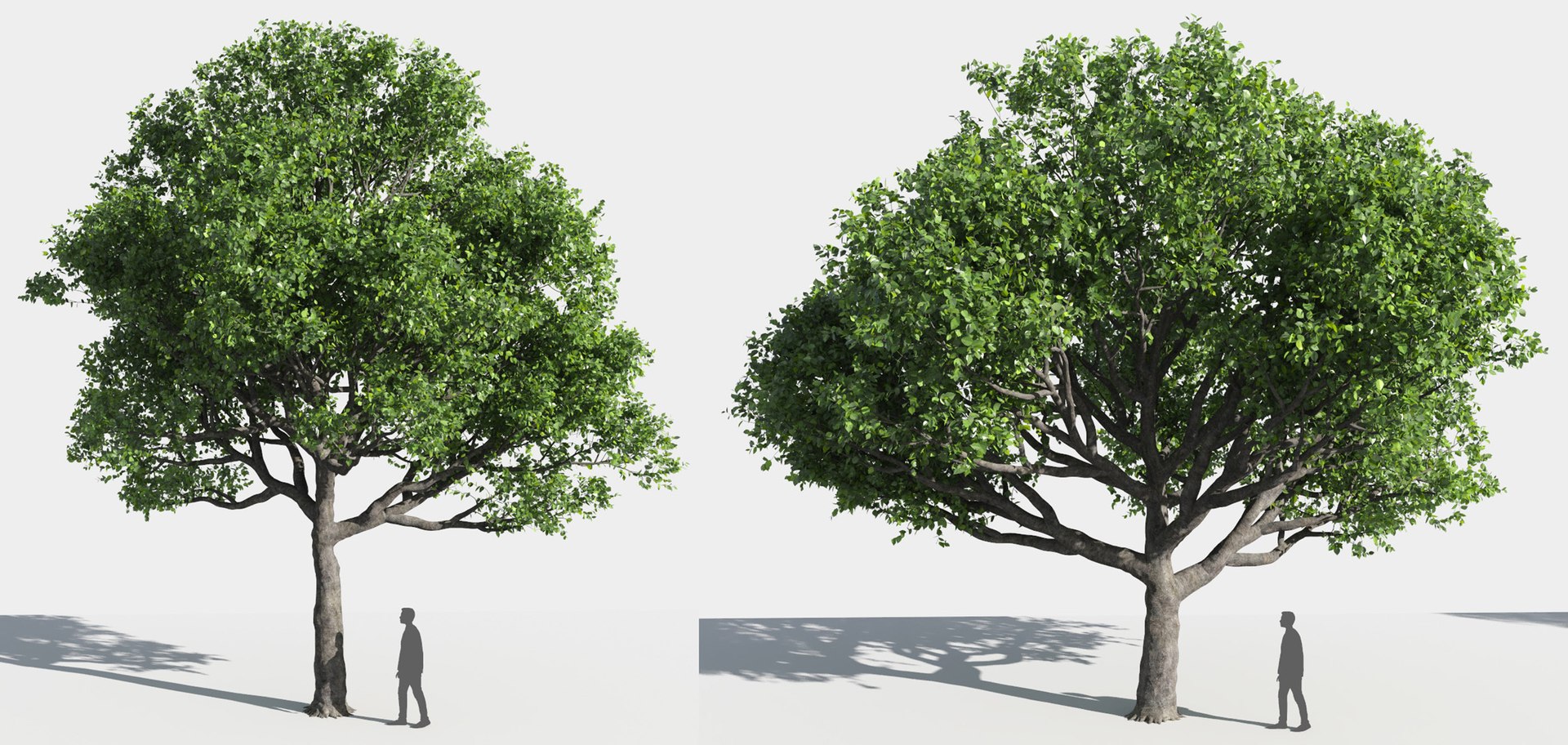 tree 3D https://p.turbosquid.com/ts-thumb/3j/7S9MTI/QGWA3M5h/11_tree6/jpg/1583522058/1920x1080/fit_q87/acd6724a30d40c044fbc8673060b54b1a47384d6/11_tree6.jpg