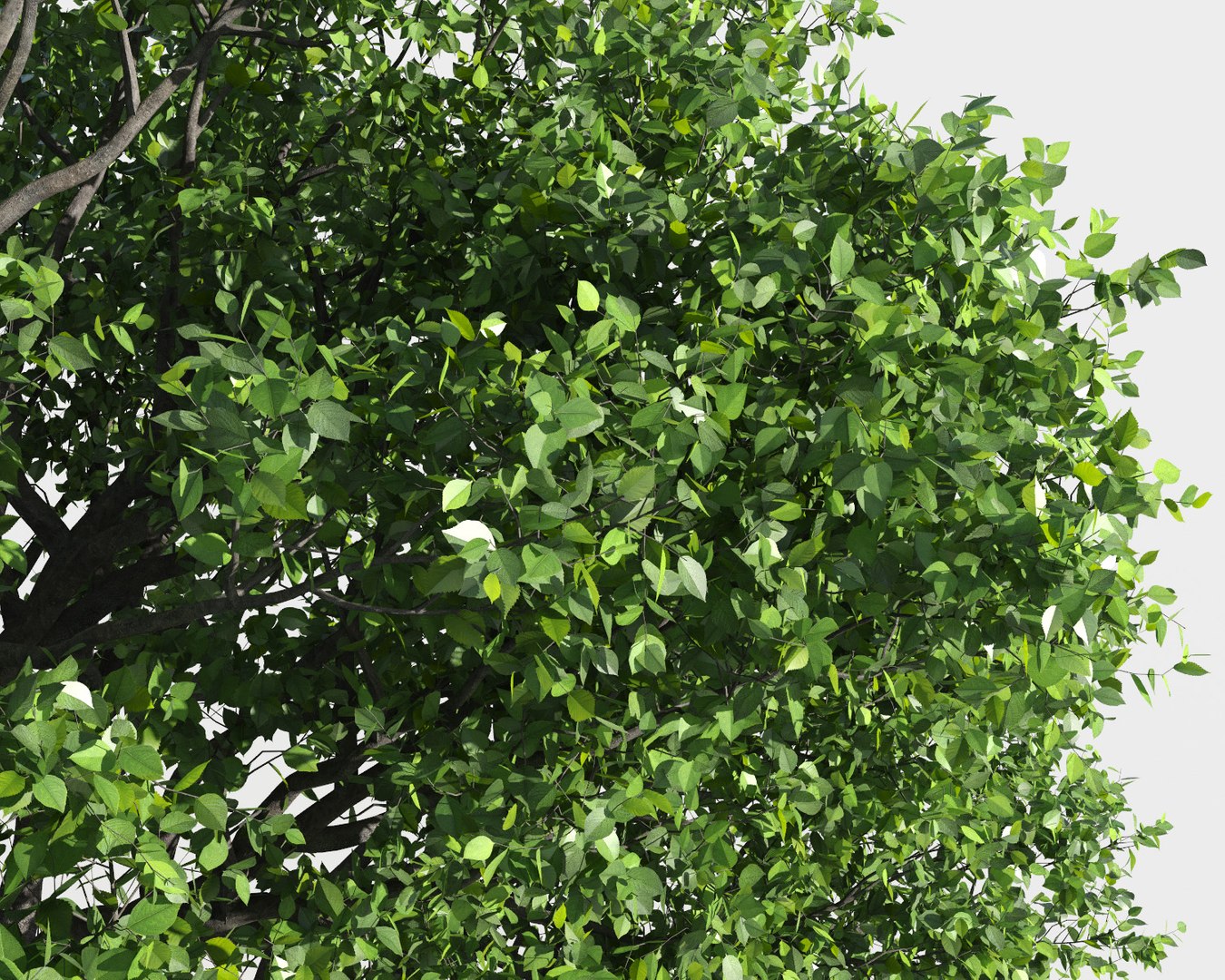 tree 3D https://p.turbosquid.com/ts-thumb/3j/7S9MTI/TeYn8MWI/11_tree4/jpg/1583522040/1920x1080/fit_q87/1a3a67951c3f36a886540293be16033596f58a21/11_tree4.jpg