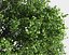 Eleven Trees 4 (+Growfx)