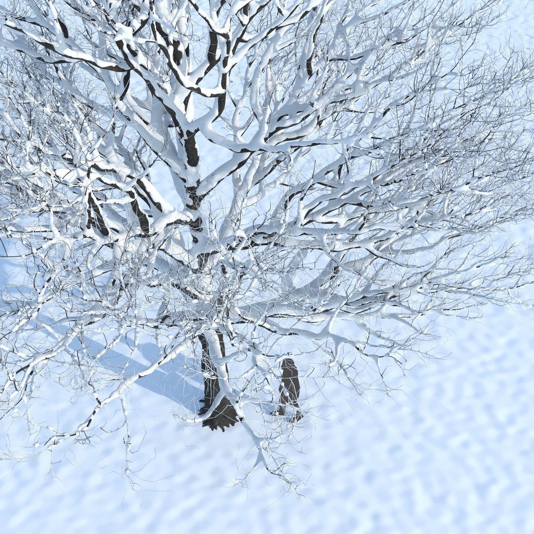 tree 3D https://p.turbosquid.com/ts-thumb/3j/7S9MTI/db9OGqKm/elevn_tree_iv_3/jpg/1583522084/1920x1080/fit_q87/2ad6c33639e804e940ffc316a203d9041d14f25d/elevn_tree_iv_3.jpg