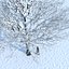 Eleven Trees 4 (+Growfx)