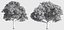 Eleven Trees 4 (+Growfx)
