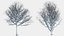 Eleven Trees 4 (+Growfx)