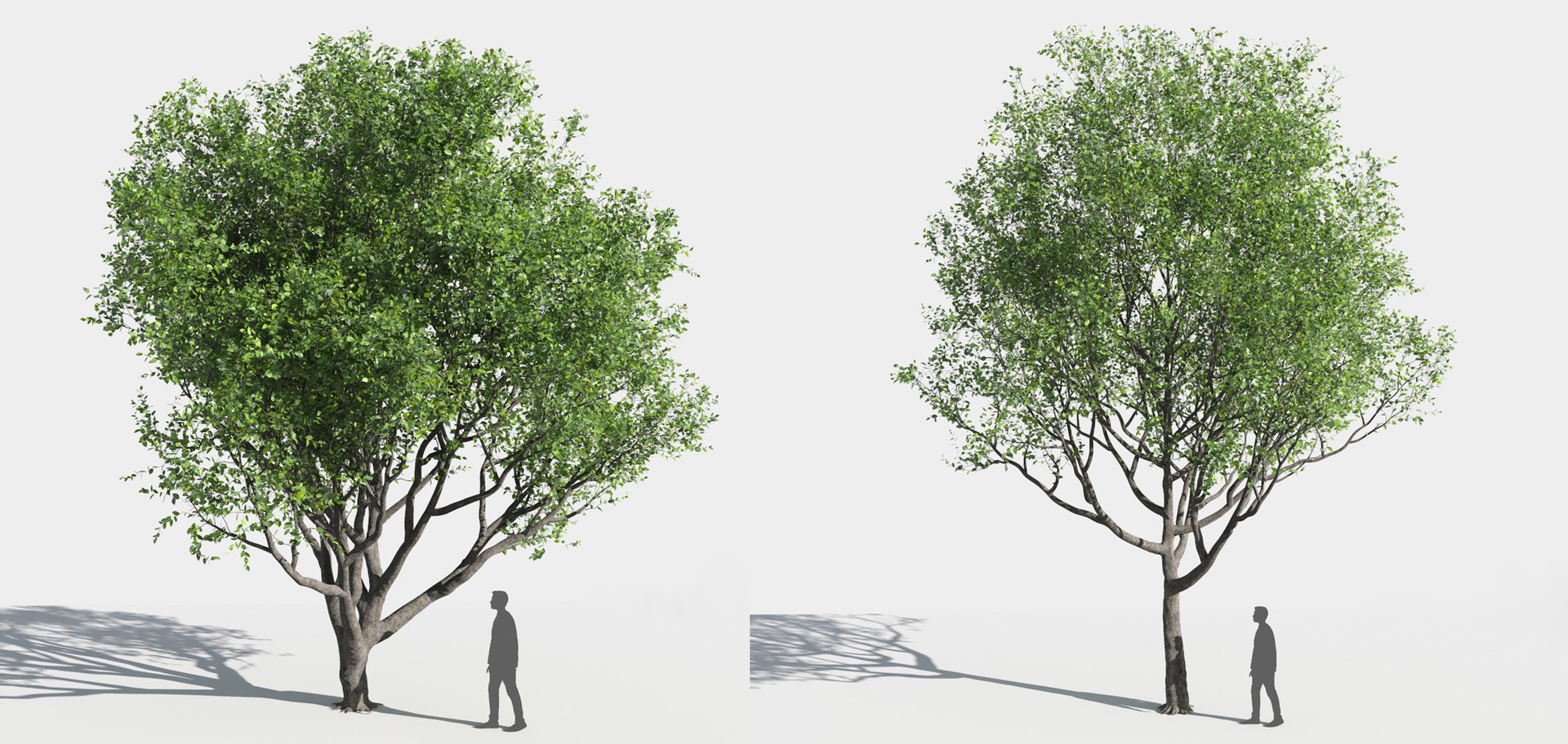 tree 3D https://p.turbosquid.com/ts-thumb/3j/7S9MTI/sEnBqz2B/11_tree12/jpg/1583522064/1920x1080/fit_q87/eaa2ebcb7b6c51efdb98190bd67ce30ff6cbc5e9/11_tree12.jpg