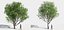 Eleven Trees 4 (+Growfx)