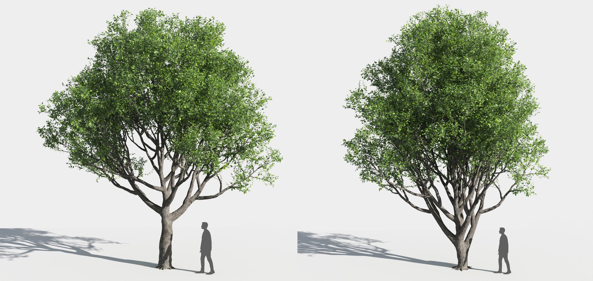 tree 3D https://p.turbosquid.com/ts-thumb/3j/7S9MTI/wzyL6z3K/11_tree10/jpg/1583522058/1920x1080/fit_q87/c6220b8be24d0bd68e9c10c442f1f1fe119ce944/11_tree10.jpg
