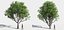 Eleven Trees 4 (+Growfx)