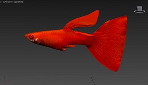 rig guppy fish 3d model