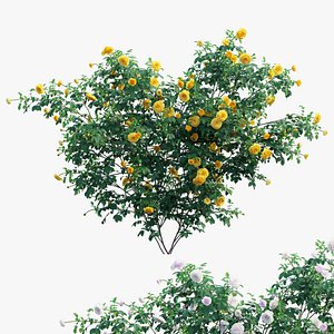 3D Rose plant set 60