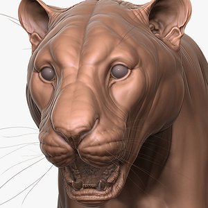 Detailed Siberian Tiger Zbrush Sculpt 3D model