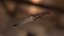 Jagdmesser
