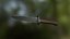 Jagdmesser