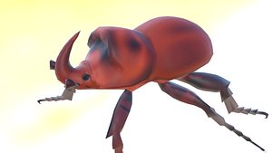 Rhinoceros beetle
