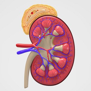 kidney anatomy 3D model