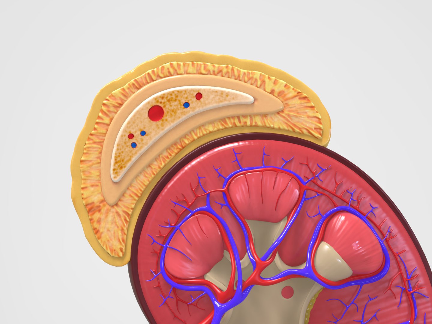 Kidney anatomy 3D model - TurboSquid 1522775