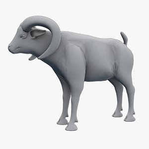 mouflon ram goat