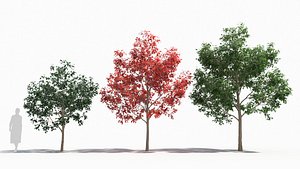 Nyssa tree model