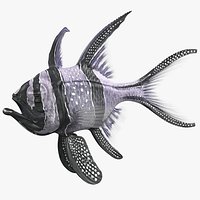 Longfin Cardinalfish Rigged for Cinema 4D
