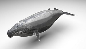 3D Humpback Whale