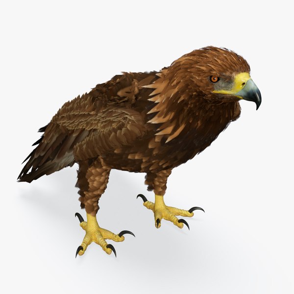 Golden Eagle Standing 3D model