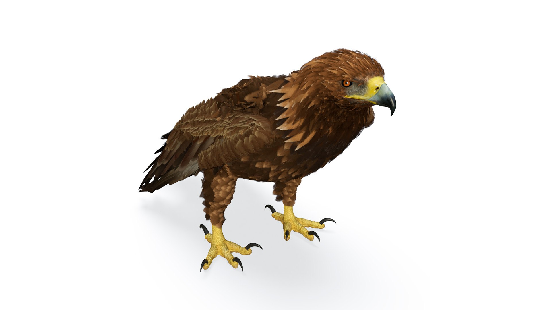 Golden Eagle Standing 3D model preview