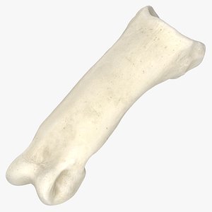 Domestic Cat Proximal Phalanx Bone 01 3D model