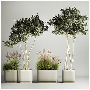 3D Ornamental Olive Trees In Concrete Pots 1128