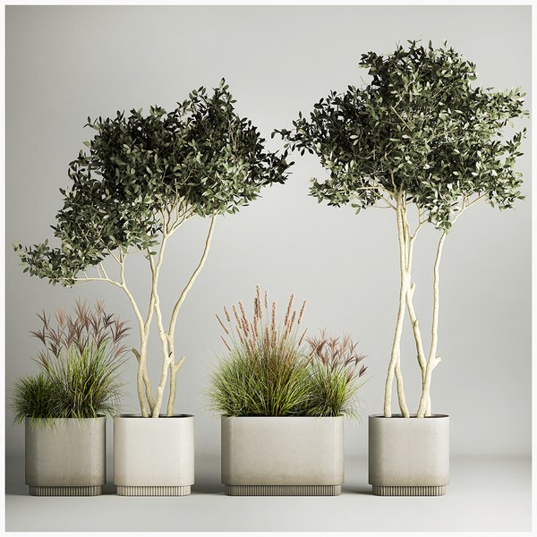 3D Ornamental Olive Trees In Concrete Pots 1128 - TurboSquid 1974562