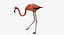 Phoenicopterus Ruber "American Flamingo"